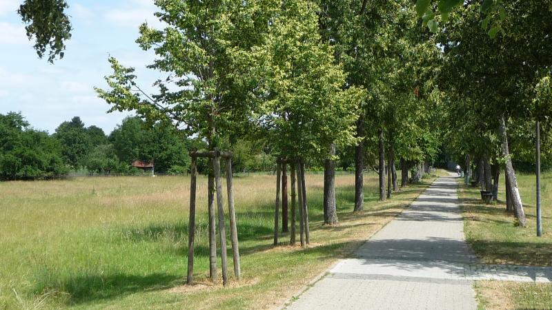 Allee